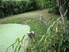 149 BIO PARC DE DOUE LA FONTAINE 5- 2016_000019